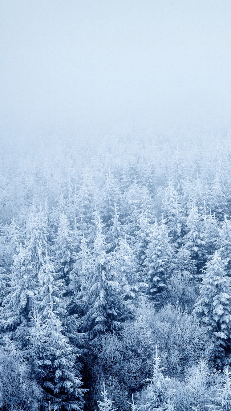 Зимний туман в лесу обои скачать