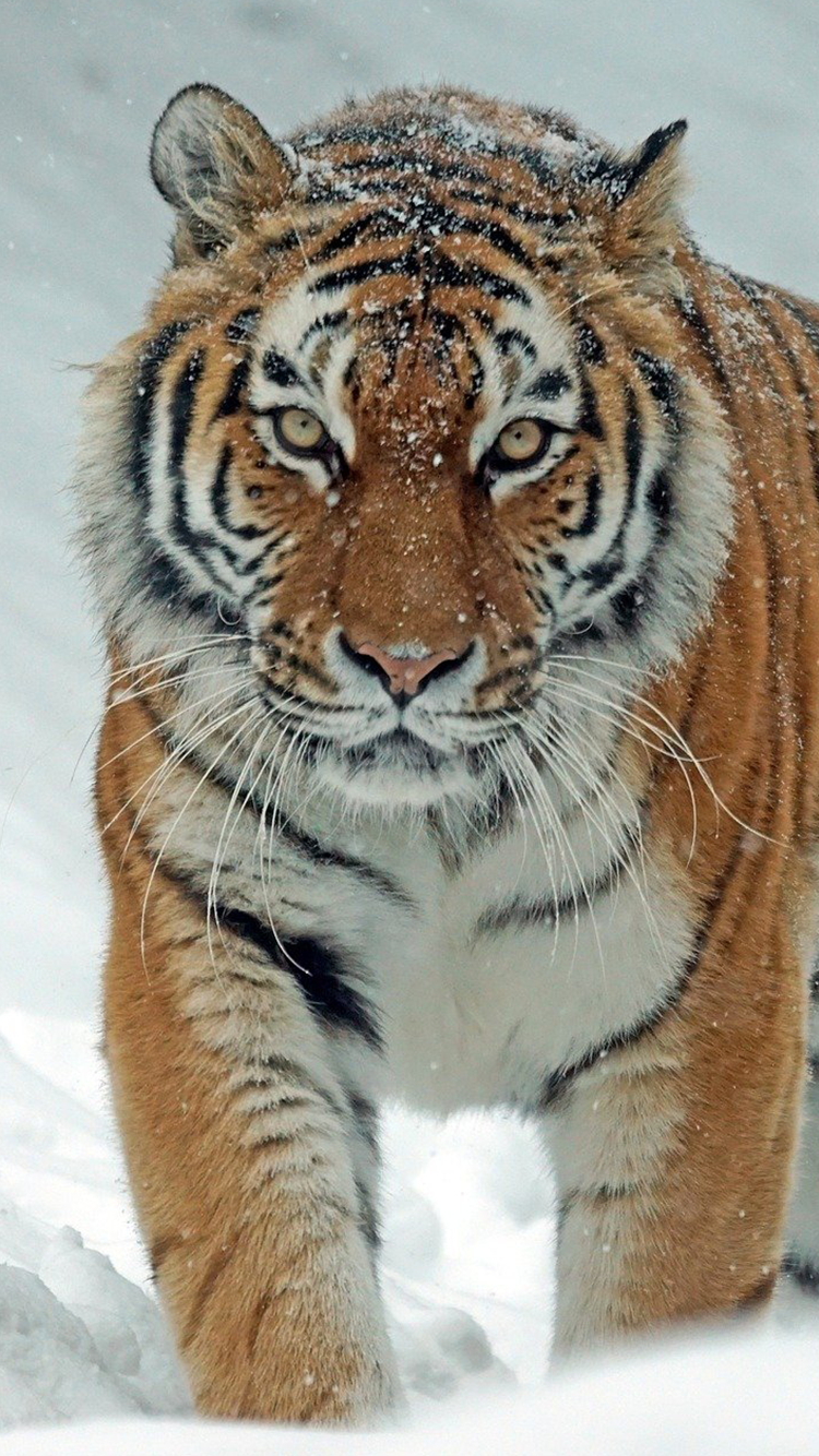 Сибирский Тигр обои скачать